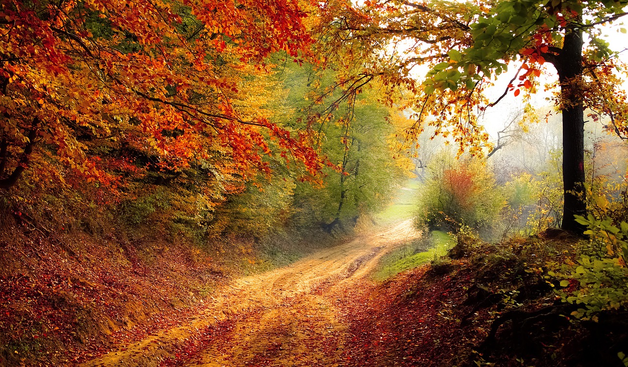 a beautiful trail with autumn leaves