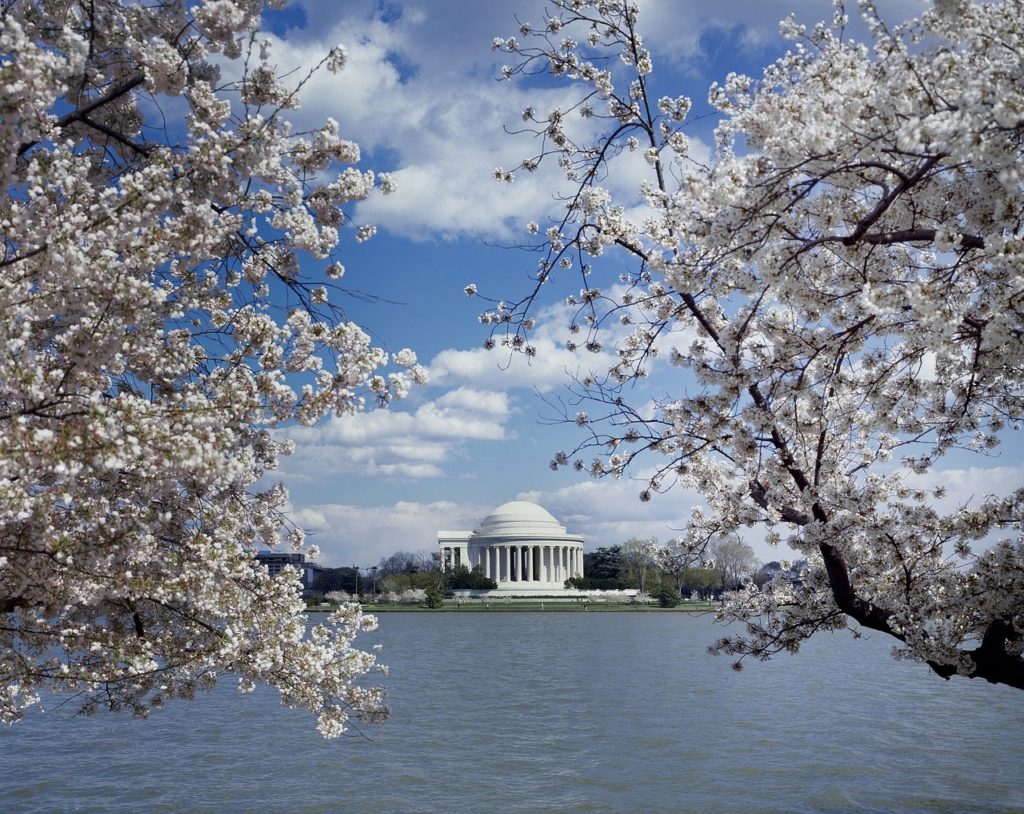 cherry blossoms in spring in metro dc