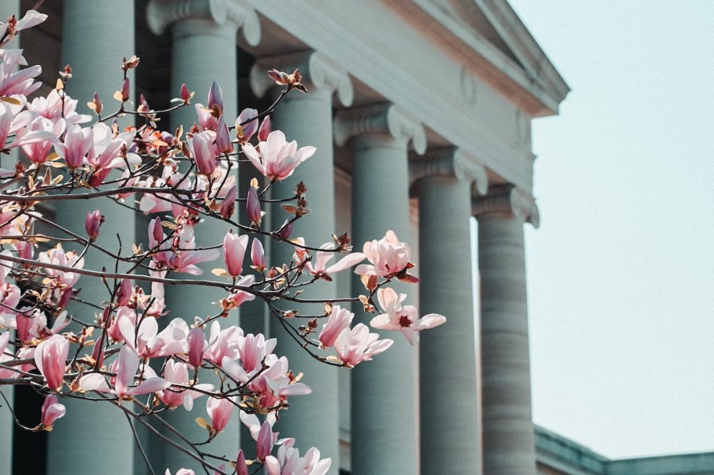 Cherry blossoms near Chevy Chase